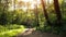 Girl on Bicycle in the Park. Young Sporty Girl Cycling in the Forest