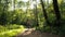 Girl on bicycle in the park. Young sporty girl cycling in the forest