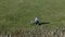 Girl on a bike ride walk in the spring park. Stands on the lawn in the park. She is holding a bicycle. Aerial video taken with a