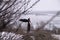 Girl in black dress standing on the road between the bushes and trees. Viking woman with a sword in a black long mantle with