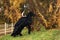 Girl in a black evening dress jumps on a Friesian horse