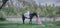 Girl on black horse in blossom garden