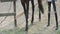 A girl in black jeans is standing near a horse