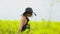 A girl in black walks among field of canola