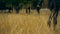 Girl in black walks through a field of wheat