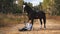 Girl blonde sitting next to the horse in wood