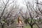 Girl in blooming gardens