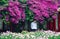 Girl in blossoms of Bougainvillea spectabilis