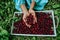 A girl in a blue dress harvests fresh juicy cherries on a white tray 1