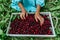 A girl in a blue dress harvests fresh juicy cherries on a white tray 2