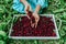 A girl in a blue dress harvests fresh juicy cherries on a white tray 3
