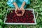 A girl in a blue dress harvests fresh juicy cherries on a white tray 4