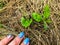 A girl with blue stylish and fashionable nails found a living sprout among the dry grass. the plant makes its way through dry