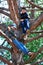 Girl and boy playing outdoor, climbing a tree, bright sunlight, beautiful day