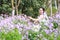 Girl bride in wedding dress with elegant hairstyle, with white wedding dress in Orychophragmus violaceus flower field