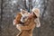 A girl in a brown hat with earflaps and a dog on the background of trees in the park. Portrait of a Jack Russell Terrier dressed