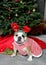 Girl Bulldog in Holiday Antlers