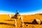 Girl on camel doing camel trek in the desert of Morocco next to