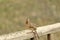 Girl cardinal coming out for food on the deck