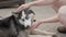 Girl caresses a husky dog