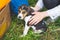 The girl caresses a little dog breeds an Estonian hound_