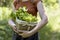 A girl carries from garden a wicker basket with greens.