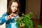 Girl child examines the leaves of a sheffler`s house plant