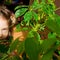 Girl child examines the leaves of a sheffler`s house plant