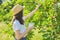 Girl child tearing from tree harvest of mulberries in mug in home garden