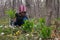 Girl child teenager in the forest find and cuts the first flowers of snowdrops