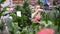 Girl chooses a plant in a flower shop