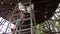 Girl climbing up the ladder on playground