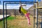 The girl climbs the crossbar. At the playground.