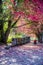 Girl collects autumn fallen leaves on colorful maple alley