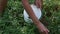 The girl collects blueberries in the forest. Puts it in a bucket. Close-up of the hands and the bucket. Frontal plan