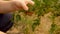 The girl collects ripe berries in the garden. Hands close up