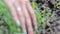 A girl with colored nails pulls out weeds. Working on a vegetable farm