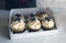 A girl cook in a gray apron packs cupcakes with cream in a gift box to send the order to the customer.