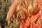 Girl with curly long hair walking on the field with oats at sunset. summer. vintage.