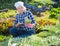 Girl cuts ripe artichokes with a pruner in the garden