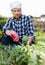 Girl cuts ripe artichokes with a pruner in the garden