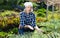 Girl cuts ripe artichokes with a pruner in the garden