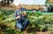 Girl cuts ripe artichokes with a pruner in the garden