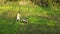 The girl cuts the thick grass with an electric lawn mower. Aerial view