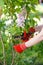 Girl cuts or trims the bush with secateur in the garden.