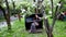 Girl in defocus sits on a chair at the piano in the blooming garden. Twigs of blooming apple trees close up