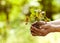 Girl denjit sapling in the hands of wild strawberries. Forest conservation concept