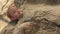 Girl digging in the sand on the beach. Having fun and joy concept. Little lovely girl playing with sea sand. Playful