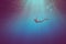 Girl dive underwater