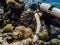 Girl diver looks at the fish at the bottom of the Indian ocean